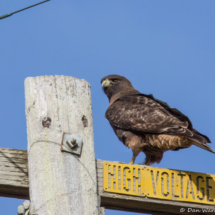 Red-tailed Hawk-03