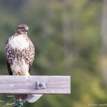 Red-tailed Hawk-04