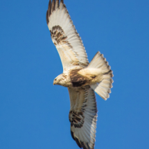 Rough-legged Hawk-01