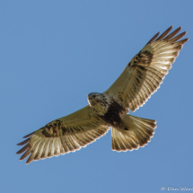 Rough-legged Hawk-02