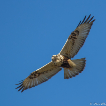 Rough-legged Hawk-03