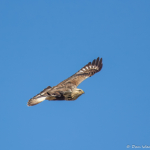 Rough-legged Hawk-04