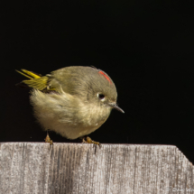 Ruby-crowned Kinglet-01