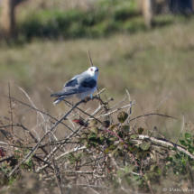 White-tailed Kite-01