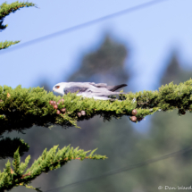 White-tailed Kite-02