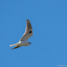 White-tailed Kite-03
