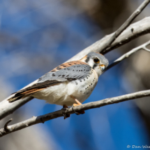 American Kestrel-06