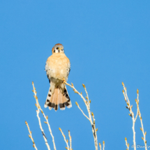 American Kestrel-17
