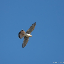 American Kestrel-32