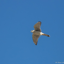 American Kestrel-33