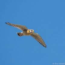 American Kestrel-42