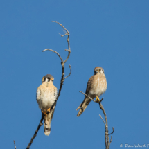 American Kestrel-58