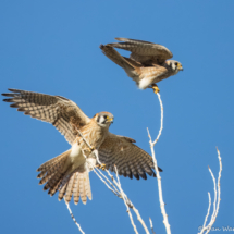 American Kestrel-62