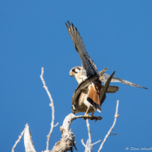 American Kestrels-01