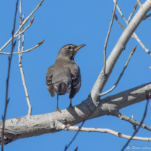 American Robin-03