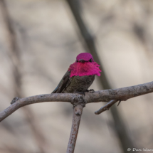 Anna's Hummingbird-Male-01