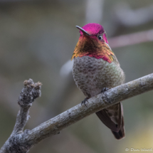 Anna's Hummingbird-Male-11