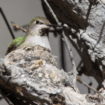 Anna's Hummingbird in Nest-01