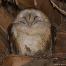 Barn Owl-01