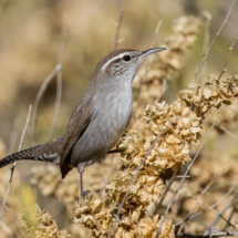 Bewick's Wren-01