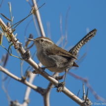 Bewick's Wren-08