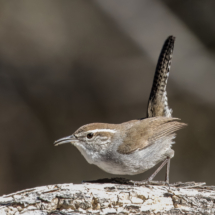 Bewick's Wren-18