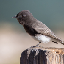 Black Phoebe-09