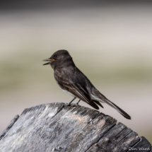 Black Phoebe-27