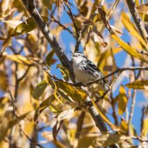 Black and White Warbler-01