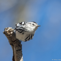 Black and White Warbler-14