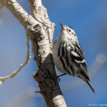 Black and White Warbler-17