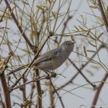Black-tailed Gnatcatcher-01