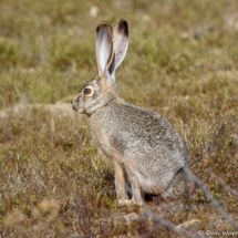 Black-tailed jackrabbit-01
