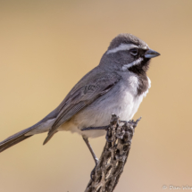 Black-throated Sparrow-03