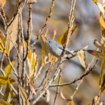 Blue-gray Gnatcatcher-01
