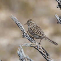 Brewer's Sparrow-07