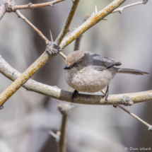 Bushtit-15