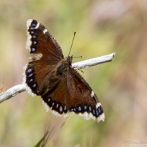 Butterfly-01