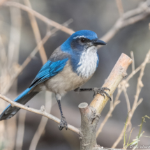 California Scrub Jay-03