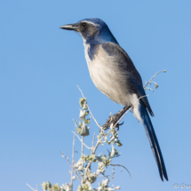 California Scrub Jay-12