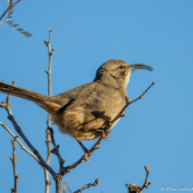 California Thrasher-09