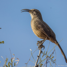 California Thrasher-13