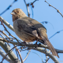 California Towhee-03