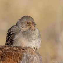 California Towhee-04