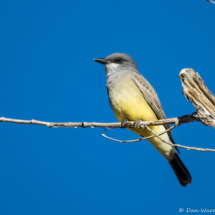 Cassin's Kingbird-07