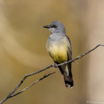 Cassin's Kingbird-17
