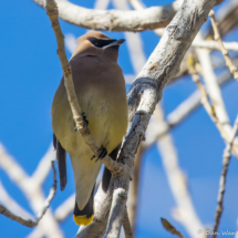 Cedar Waxwing-02