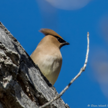 Cedar Waxwing-04