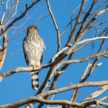 Cooper's Hawk-01