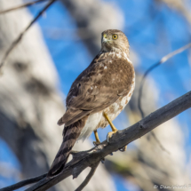 Cooper's Hawk-09